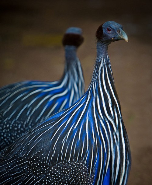 tumblr_lx3nkjT6bL1qizma6o1_500