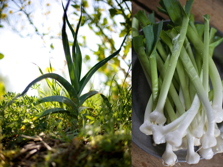 Wild leeks