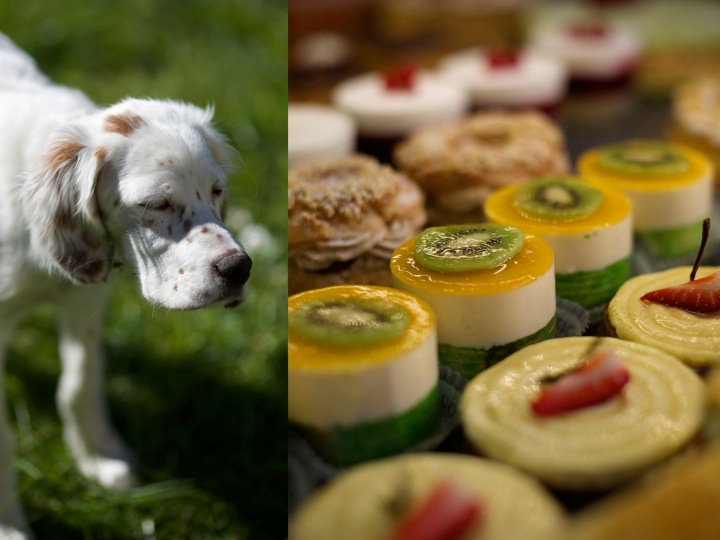 Pastries and flowers, bordeaux wine tours, Food and lifestyle photography