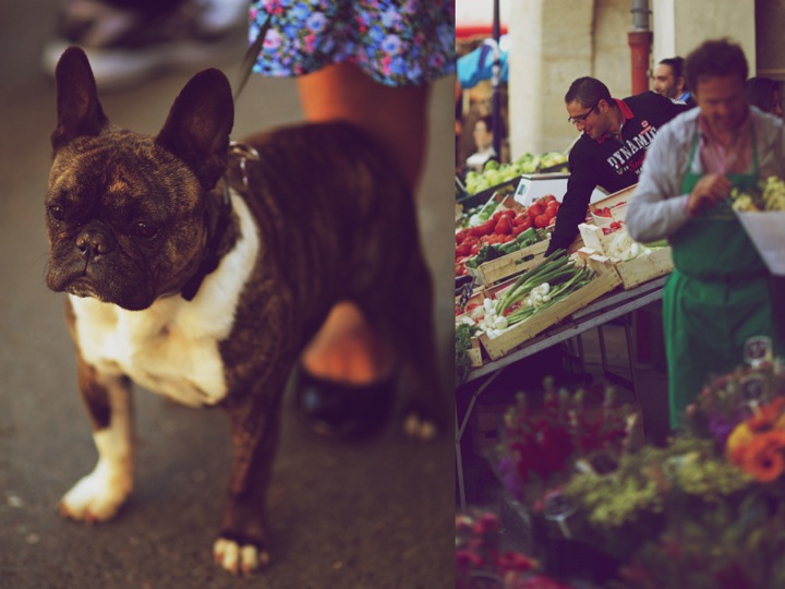 Dog at market