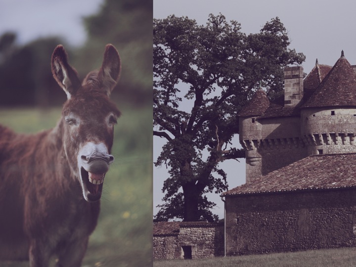 Donkey castle