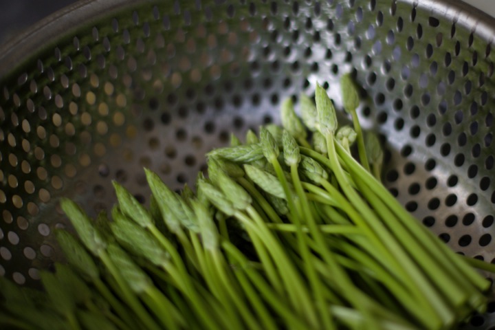 Wild asparagus