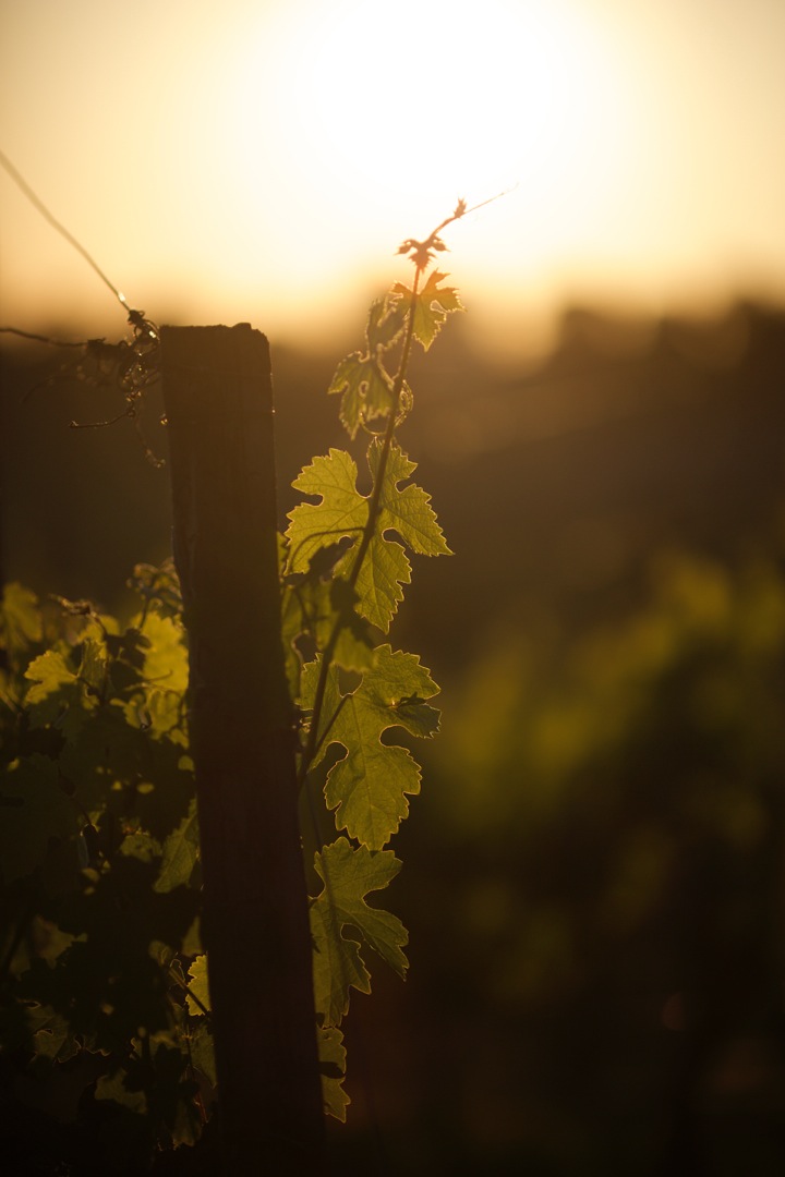 Early summer in France