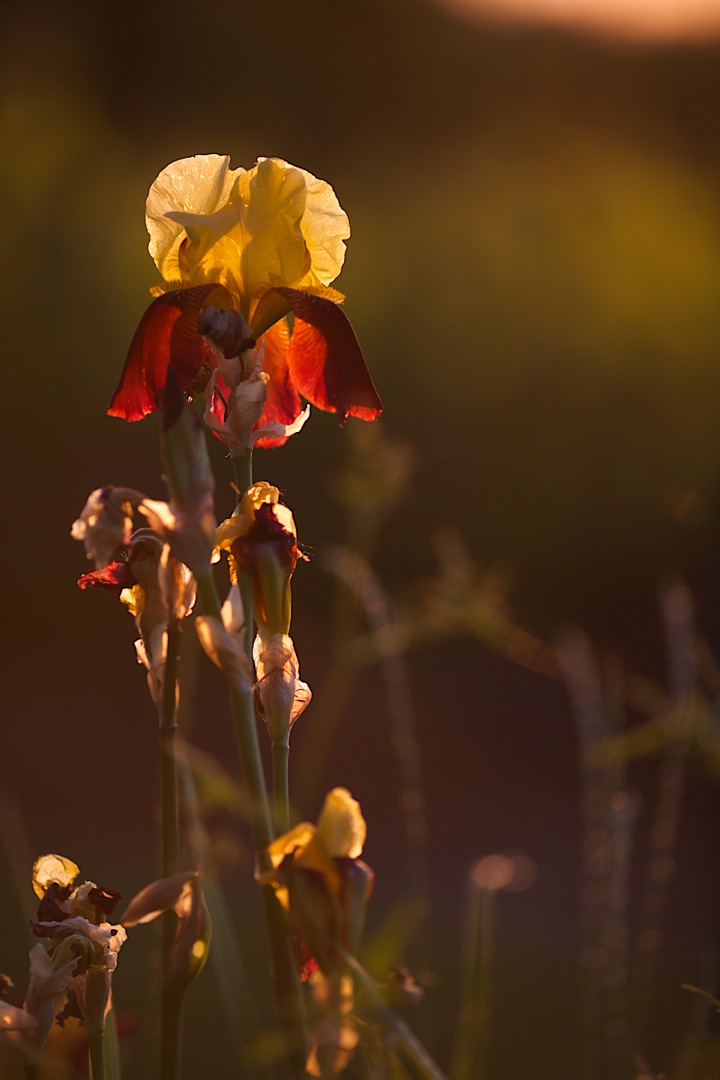 Early summer in France