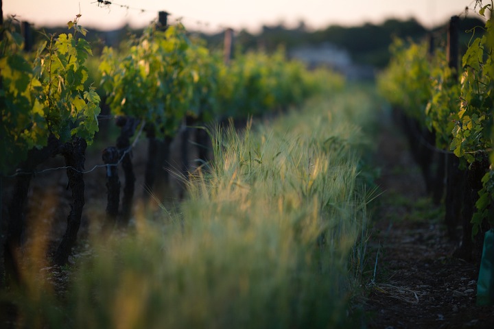 Early summer in France