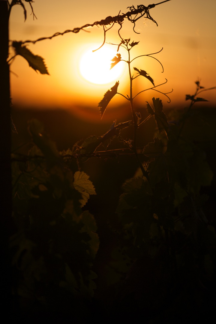Early summer in France