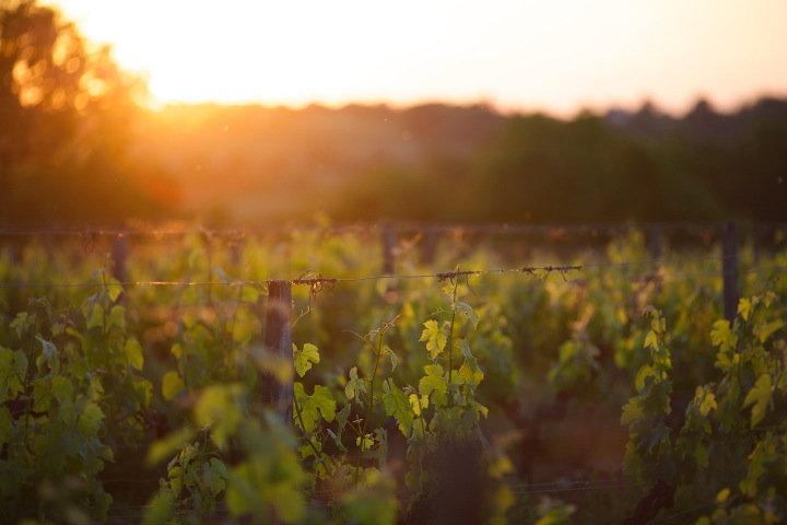 Early summer in France
