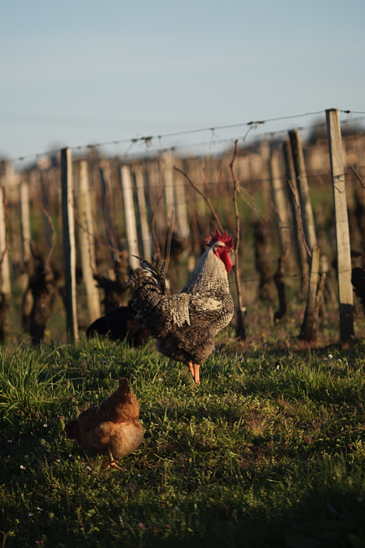 Saint-emilion-vineyard