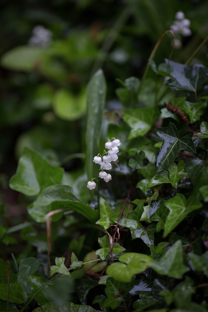 muguet-lily of the valley