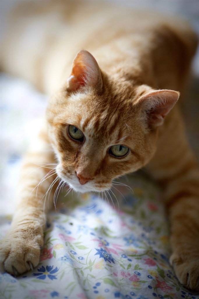 Thanksgiving-in-france