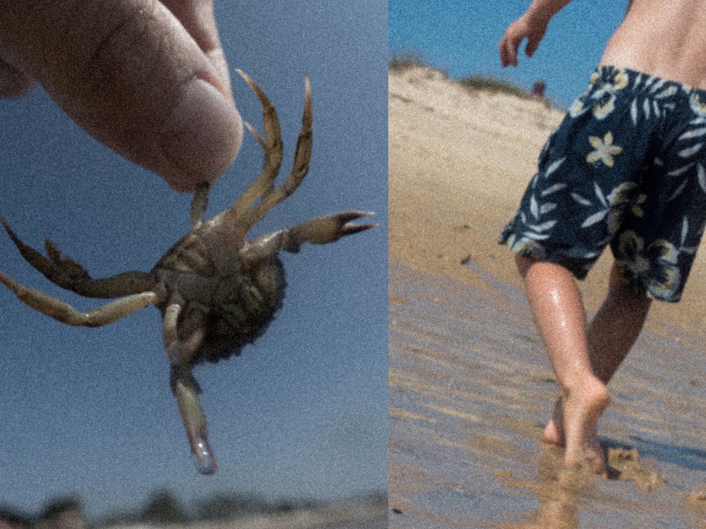 Crab