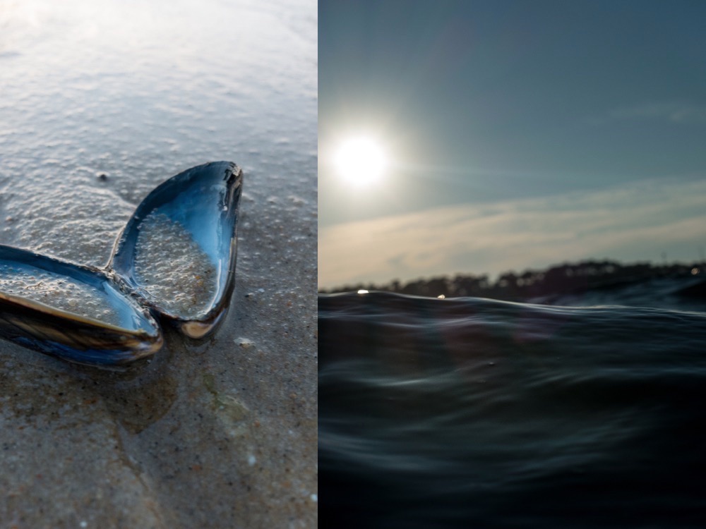 Every Mediterranean country has its own anise based alcoholic beverage. In Greece it's Uzo, in France it's Ricard. We call this type of drink "anisette"... It is very popular everywhere in France, but it is an absolute star in Provence! It is also perfect to "flambé" seafood. You can find it almost anywhere in the world.